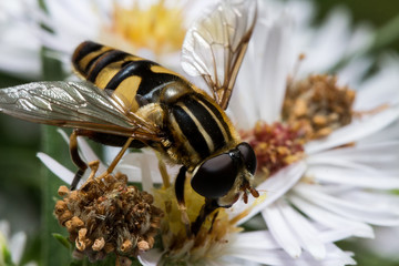 Hoverfly on White Aster Extracts Pollen