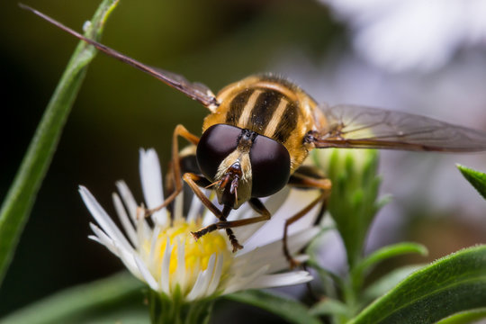 Hoverfly on White Aster Portrait