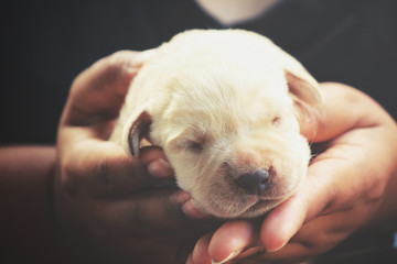 Labrador puppy sleeping on hand