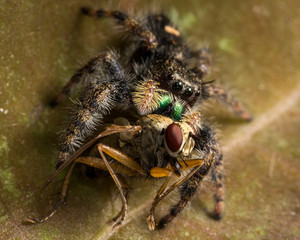 Black Jumping Spider Eats Fly with Red Eyes