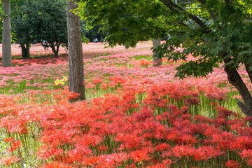 gochang seonunsa red lily field