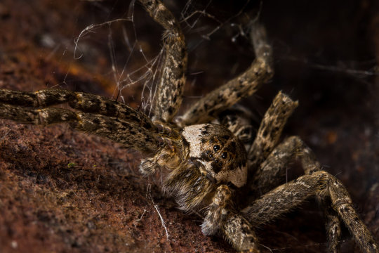 Wolf spider with web hangs out in rusty area