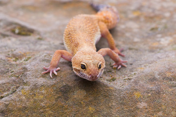 Leopard Gecko clambering over a Rock