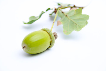 acorn on a white background