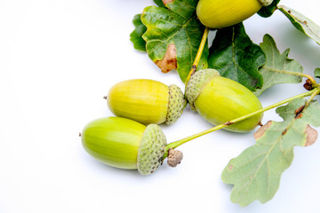 acorn on a white background