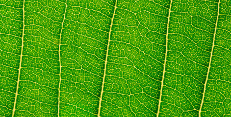 green leaf texture
