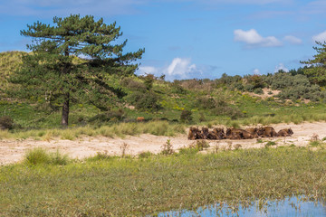Fototapeta na wymiar Dutch dunescape with Lowland bisons