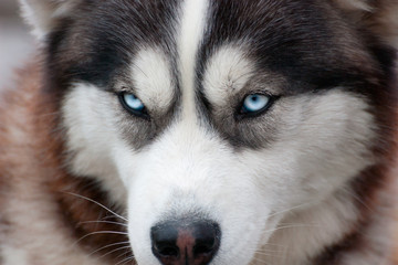 Siberian Husky Portrait