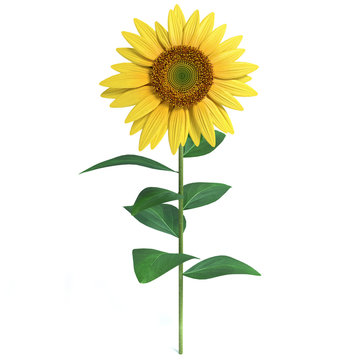 3d illustration of a sunflower