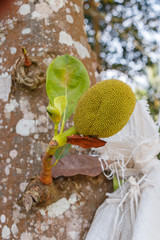 Jack Fruit Tree