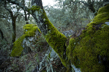 musgos 03 / Piedra y tronco lleno de musgo verde salvaje, y piedra y maleza llenas de musgo en...