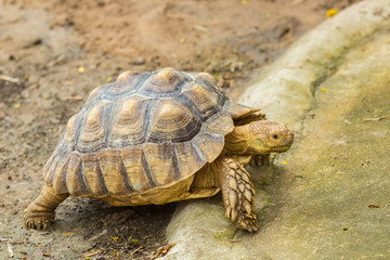 Tortoise