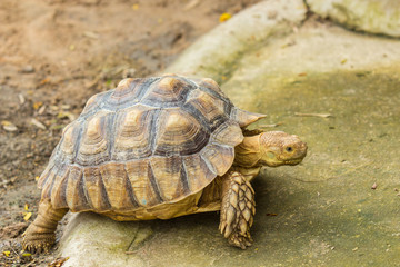 Tortoise