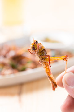 Grasshopper fried in hand
