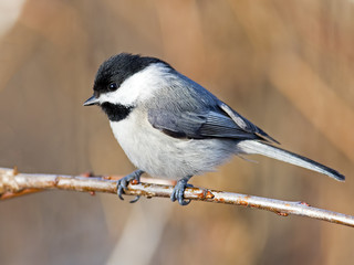 Carolina Chickadee