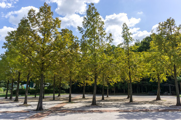 Incheon Grand Park early autumn