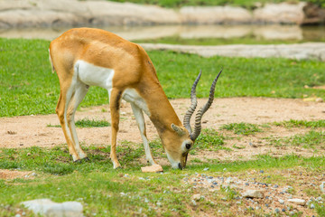 Naklejka na ściany i meble Blackbuck (Antilope cervicapra)