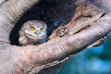 Spotted Owlet in nature cavity