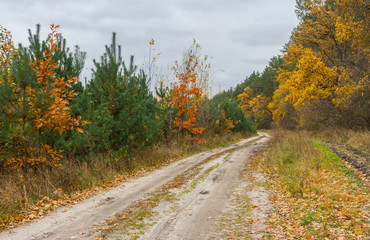 Sandy road in mixed forest at fall season