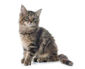 maine coon kitten