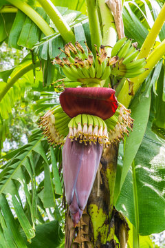 Red flower of a banana against green leaves
