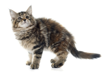 Fototapeta premium maine coon kitten