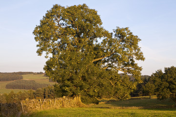 Obraz premium Very Old Tree in a Very Old Fence. A centuries old stone fence is home to a very old tree which sits in an open field and basks in the glow of the autumn afternoon.