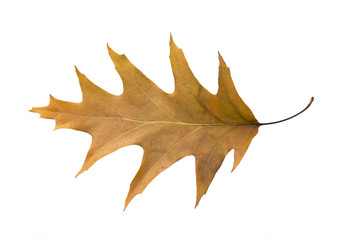 autumn yellow  leaves dry