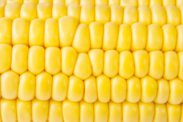 macro shot of ripe corn grains
