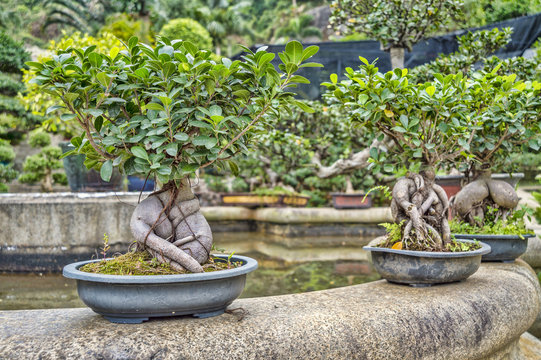 Bonsai in a garden