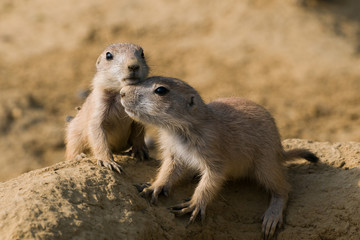 Young Prairie dogs - A pair of juvenile Prairie dogs in close contac