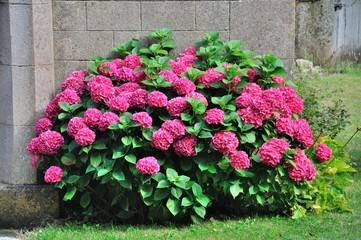 Fototapeta premium Hydrangea bush