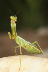 Fototapeta premium European Mantis, Mantis religiosa
