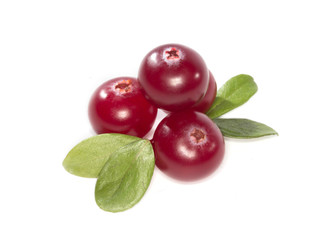cranberry isolated