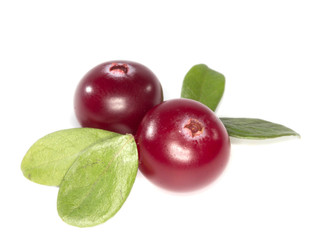 cranberry isolated