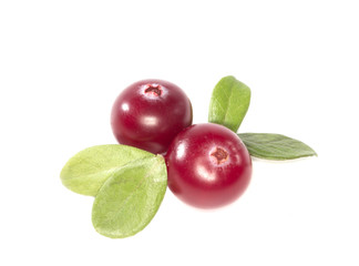 cranberry isolated