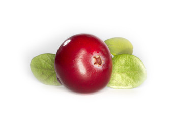 cranberry isolated