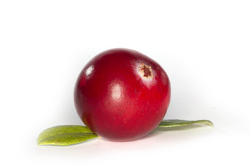 cranberry isolated
