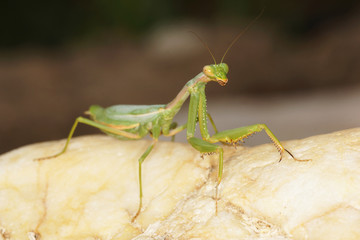 European Mantis, Mantis religiosa