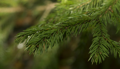fir tree