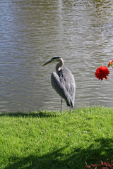 Reiher aus nächster Nähe