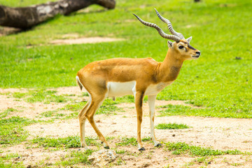 Naklejka na ściany i meble Blackbuck (Antilope cervicapra)