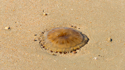 Jellyfish on a sunny beach along a sea