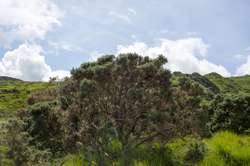 Fototapeta premium landscape and tree view