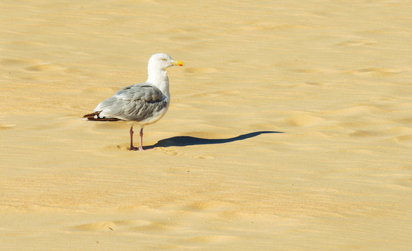 Gull standing on a beach along a sea
