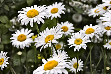 Fototapeta premium Chamomile
