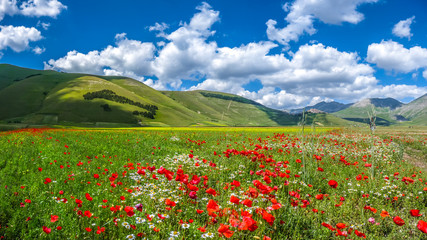 Piano Grande summer landscape, Umbria, Italy