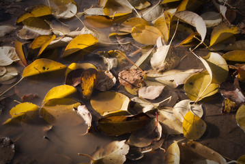 Autumn leaves and puddle