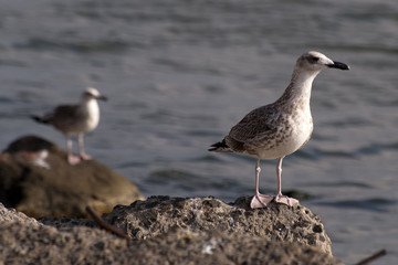 Seagull