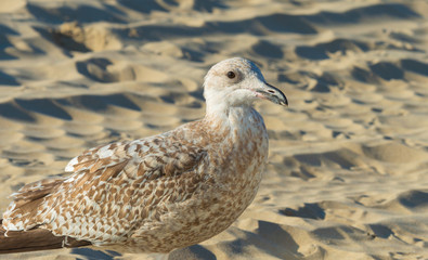Gull standing on a beach along a sea
